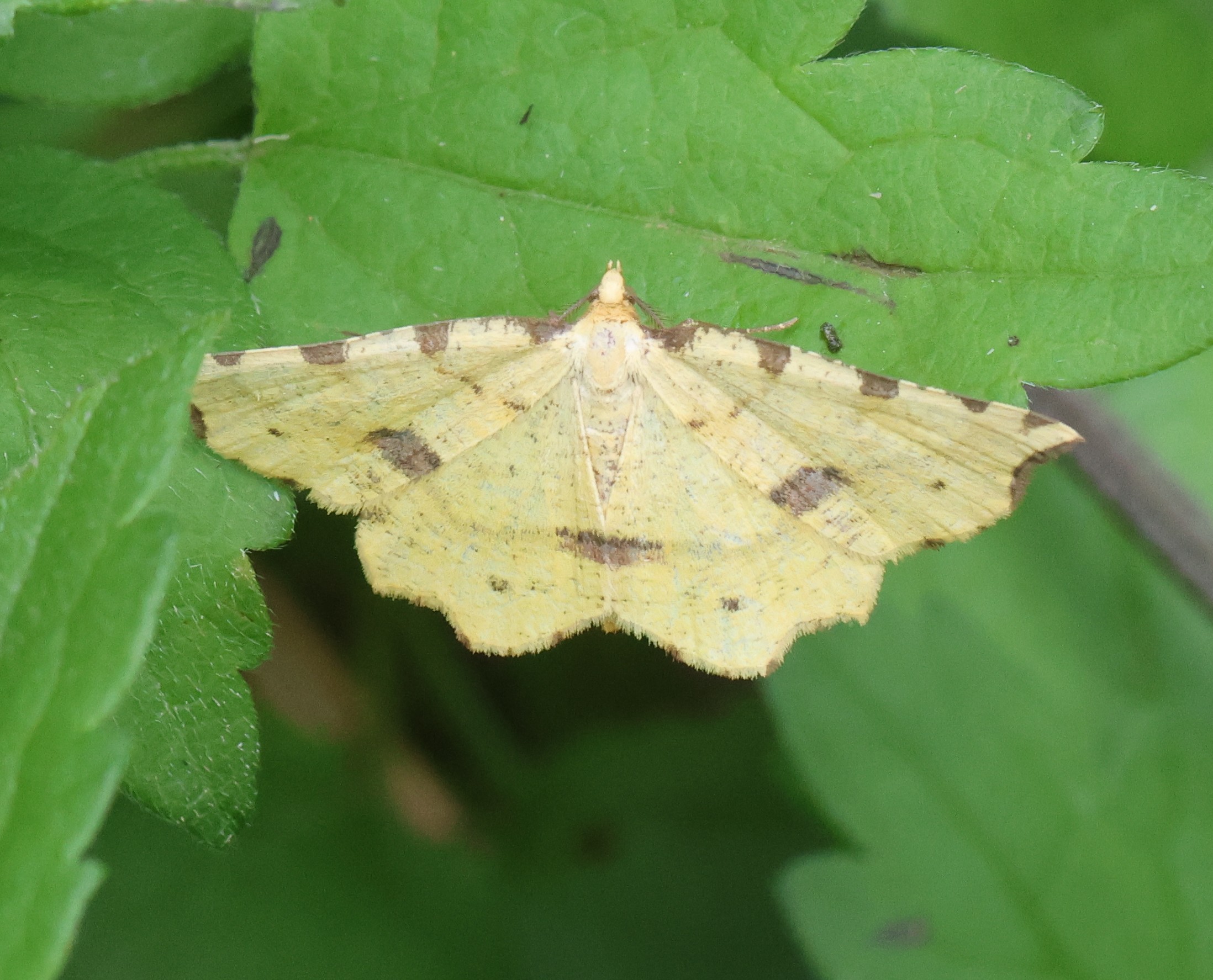 Photo of Therapis flavicaria